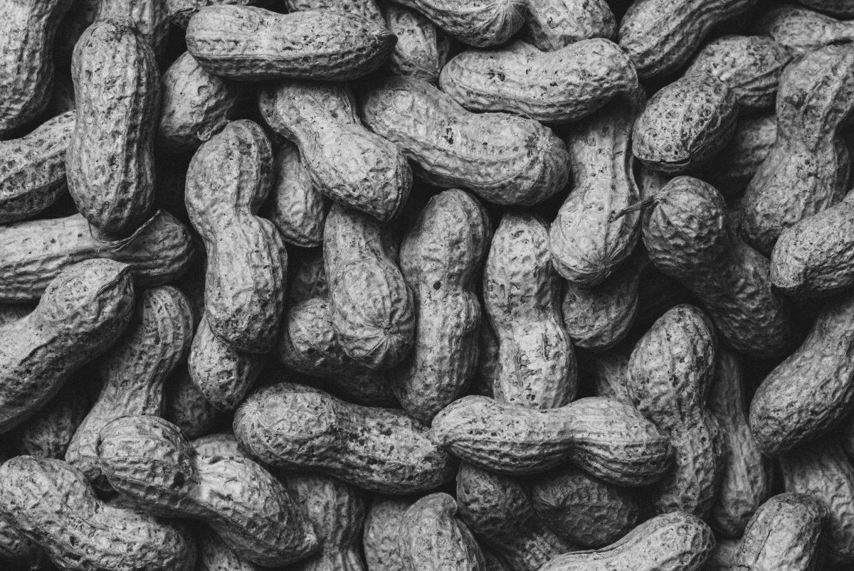 Peanuts ready to be eaten. 1 in 50 children are allergic to peanuts in the U.S. Photo credit to Pexels.