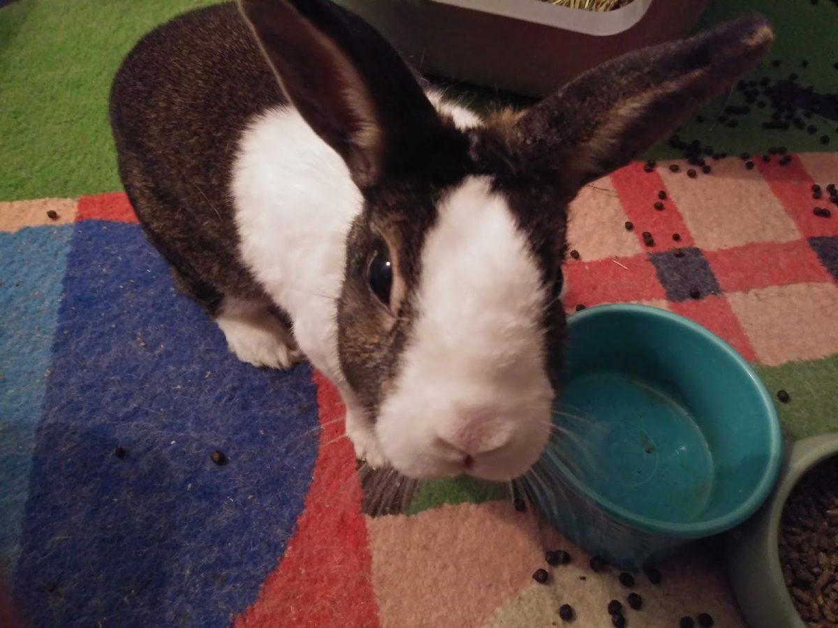 Sooty, the Buffington family bunny, will be 11 years old this spring. He has been with the Buffingtons his entire life since he was adopted as a kitten (baby bunny). Photo credit: Lani Vandehey.