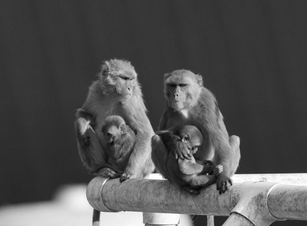 Macaques in corrals