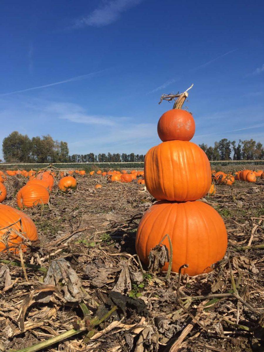 The Best of Pumpkin Flavored Treats for this Fall Season