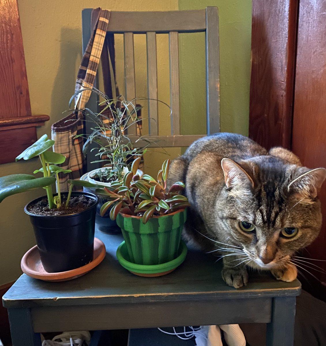 Reasoning With a Plant Goblin