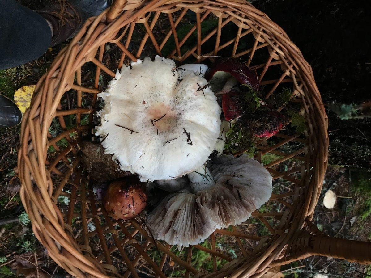 Mushroom Mania: A Beginner’s First Foray into Mushroom Foraging