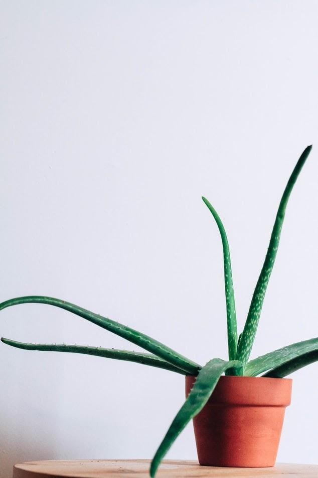 The Top 5 Best Houseplants  For Beginners