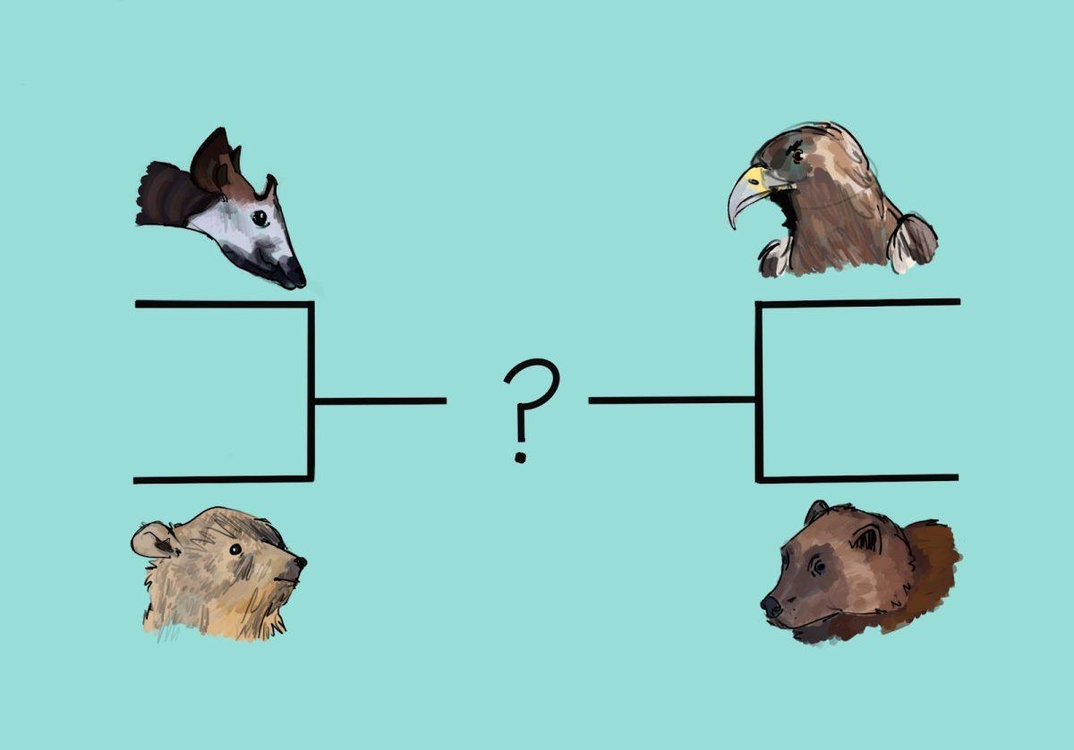 What is March Mammal Madness?