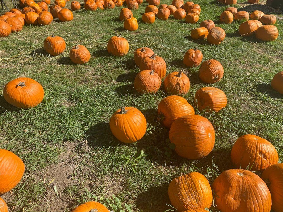 Gourds Galore, Best Pumpkin Patches To Visit This Season