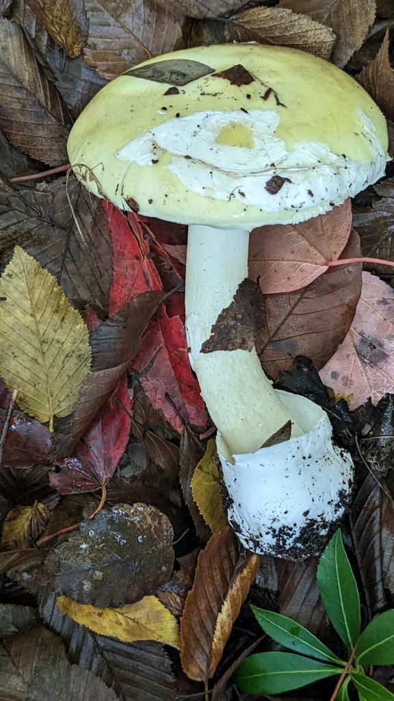 Deadly Death Cap Mushrooms Spread in Portland, Oregon