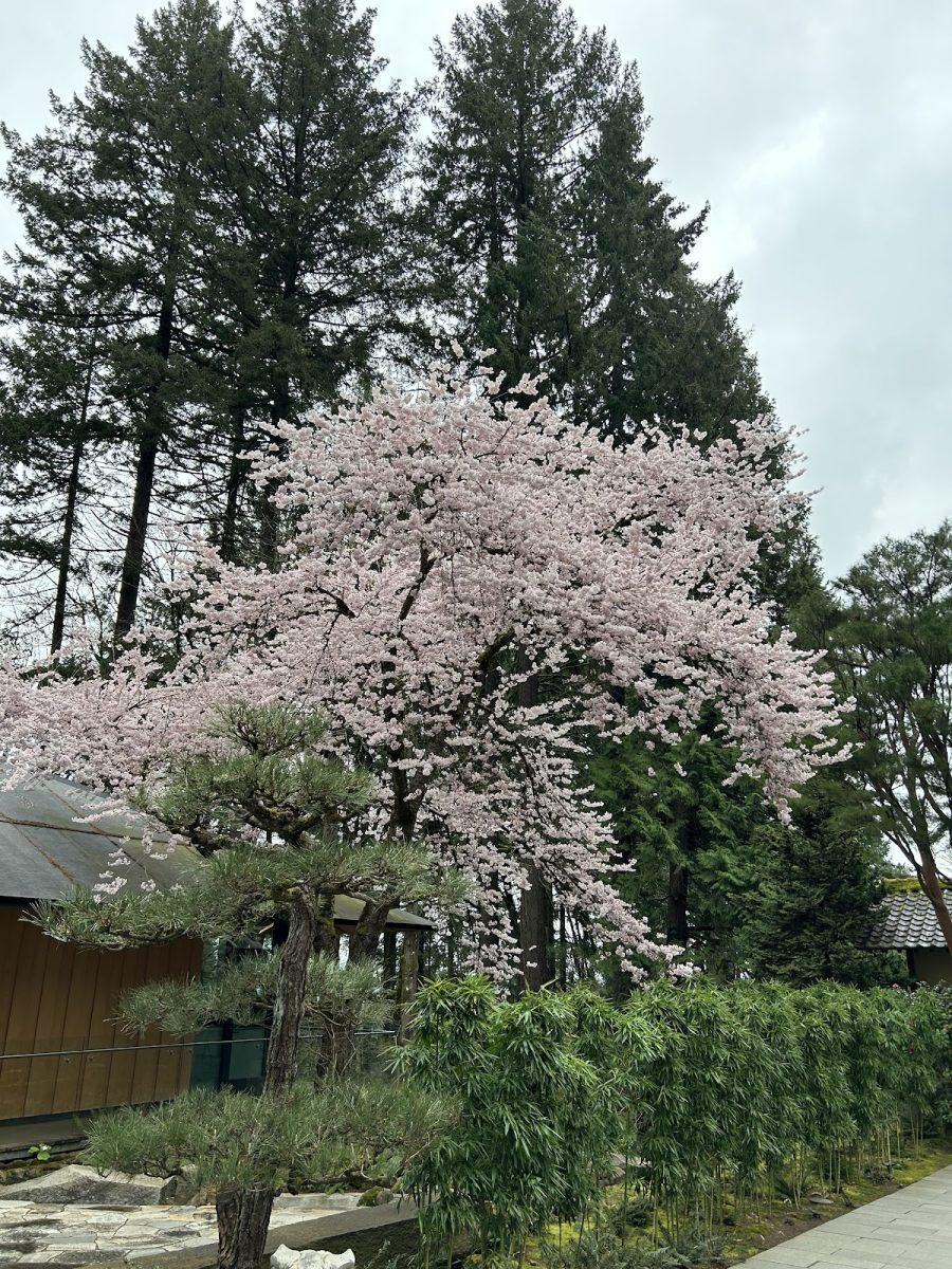 The Best Places to See Cherry Blossoms in Portland 