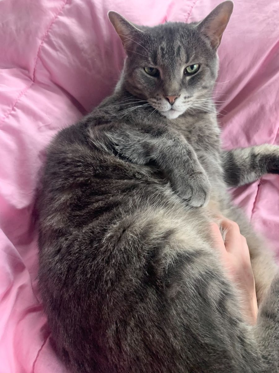 Benny, the “beast,” lounging inside. Benny is just one of the many cats that roam the streets of Portland, and while he is lounging for now, he will soon be venturing outside to greet anyone he passes by on the streets of his neighborhood. Photo by Lindsey Crock.