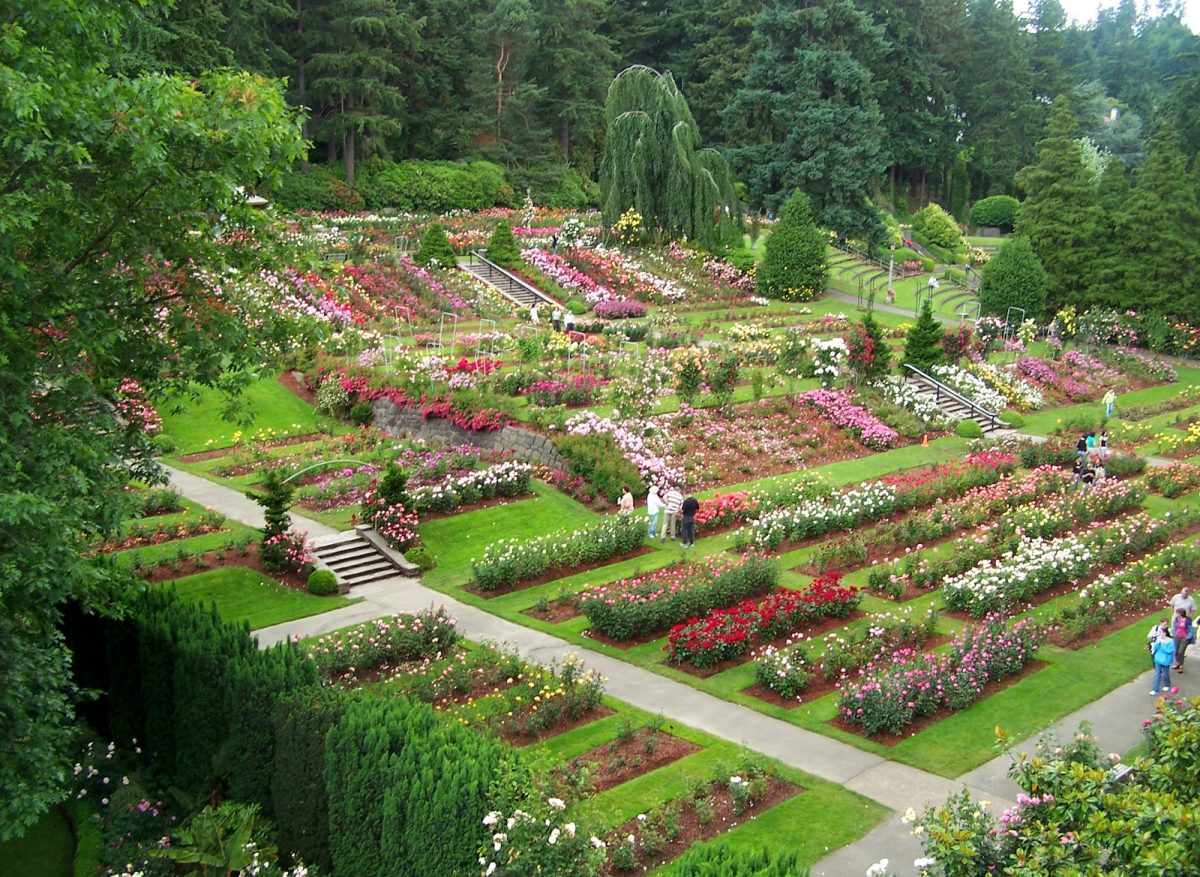 The Portland International Rose Test Garden features magnificent scenery and a variety of rose species planted, with over 10,000 roses containing 610 varieties. Photo courtesy of Portland Parks & Recreation, Portland, OR.