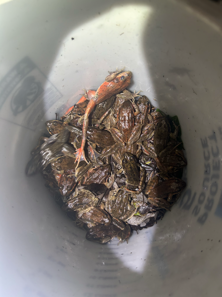 A white bucket filled with northern red-legged frogs. The Harborton Frog Shuttle is a volunteer-run project that has saved thousands of northern red-legged frogs by moving them over two roads and Highway 30 to the Harborton wetland during their breeding season. Photo by 