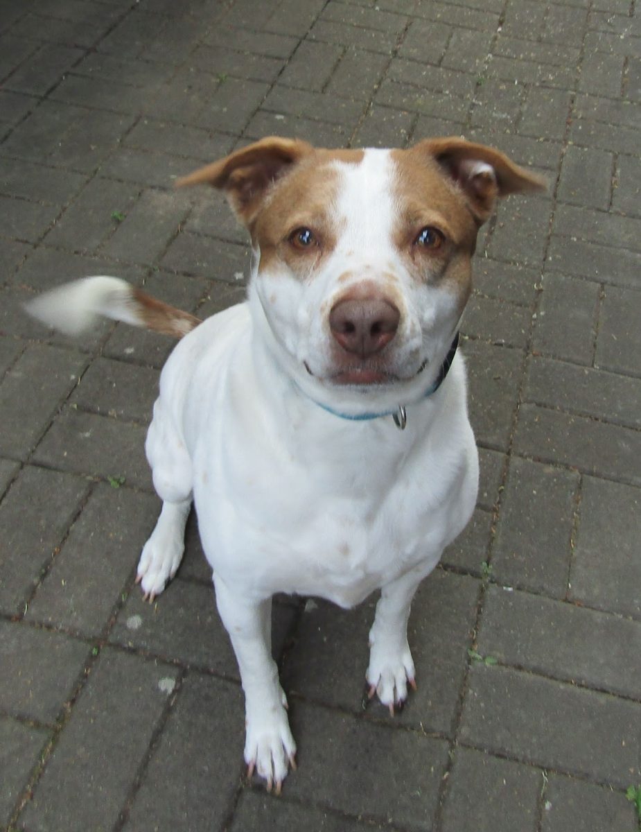 The author’s beloved dog, Biscuit, posed regally. The development of animal cloning technology over the past 30 years has made pet cloning a commercially available, albeit expensive, choice for pet owners following the death of their pet. Photo by 