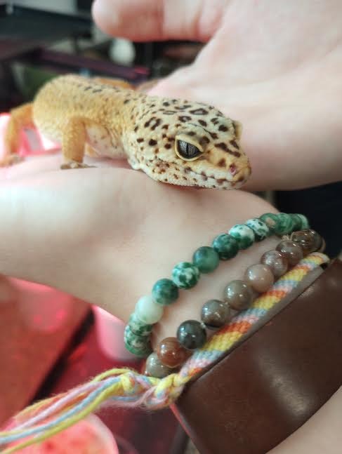 Megan Whisnand’s sixteen-year-old leopard gecko, Dot. Leopard geckos are one of the most commonly bought reptiles. Photo by Finn Burton.