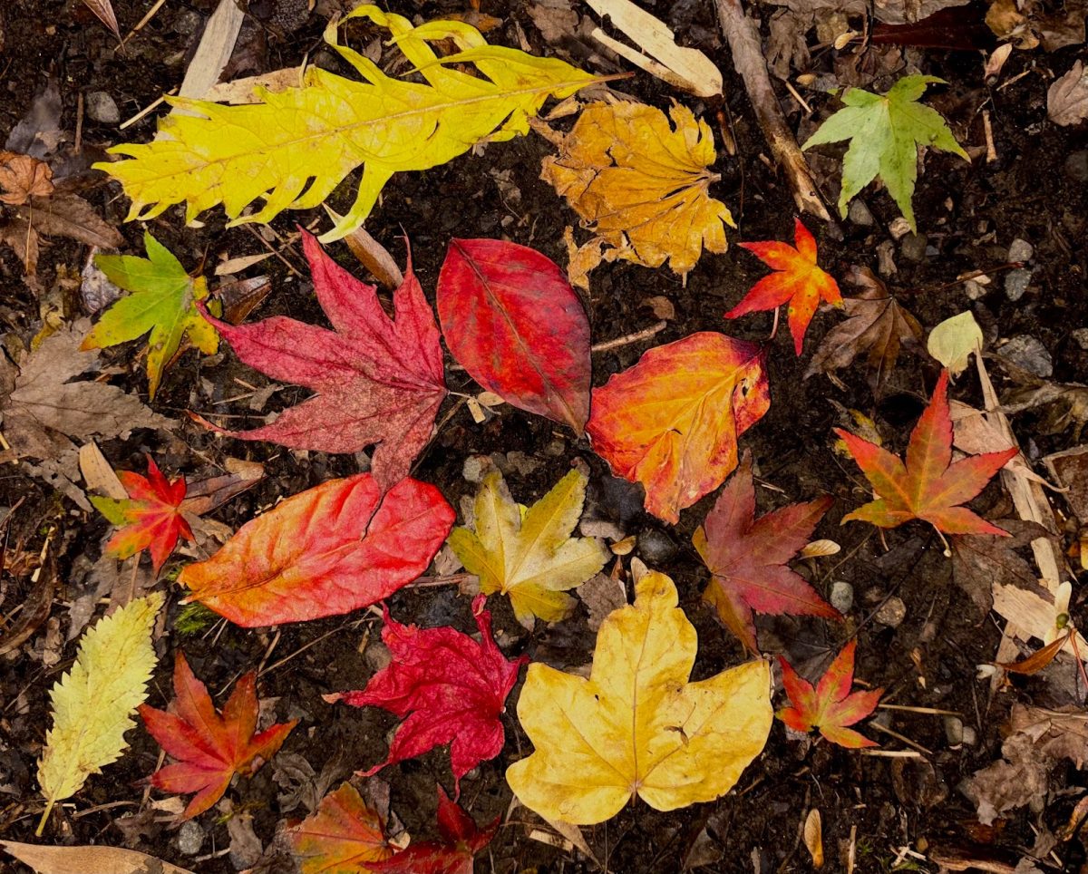 Foliage covering the ground. As the season turns over a new leaf, the rain soaked soil gets covered by a colorful blanket of fallen leaves. Photo by Hailey Adalean.