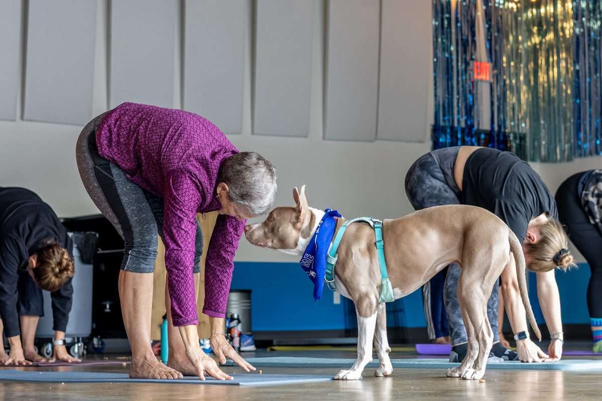 Billy the pitbull at a puppy yoga class hosted by Portland-based dog rescue organization One Tail at a Time PDX (OTAT PDX). Puppy yoga has recently gained popularity as a social media phenomenon, but OTAT PDX gives it a purpose that goes deeper than its aesthetic appeal. Photo by Bob Clark.