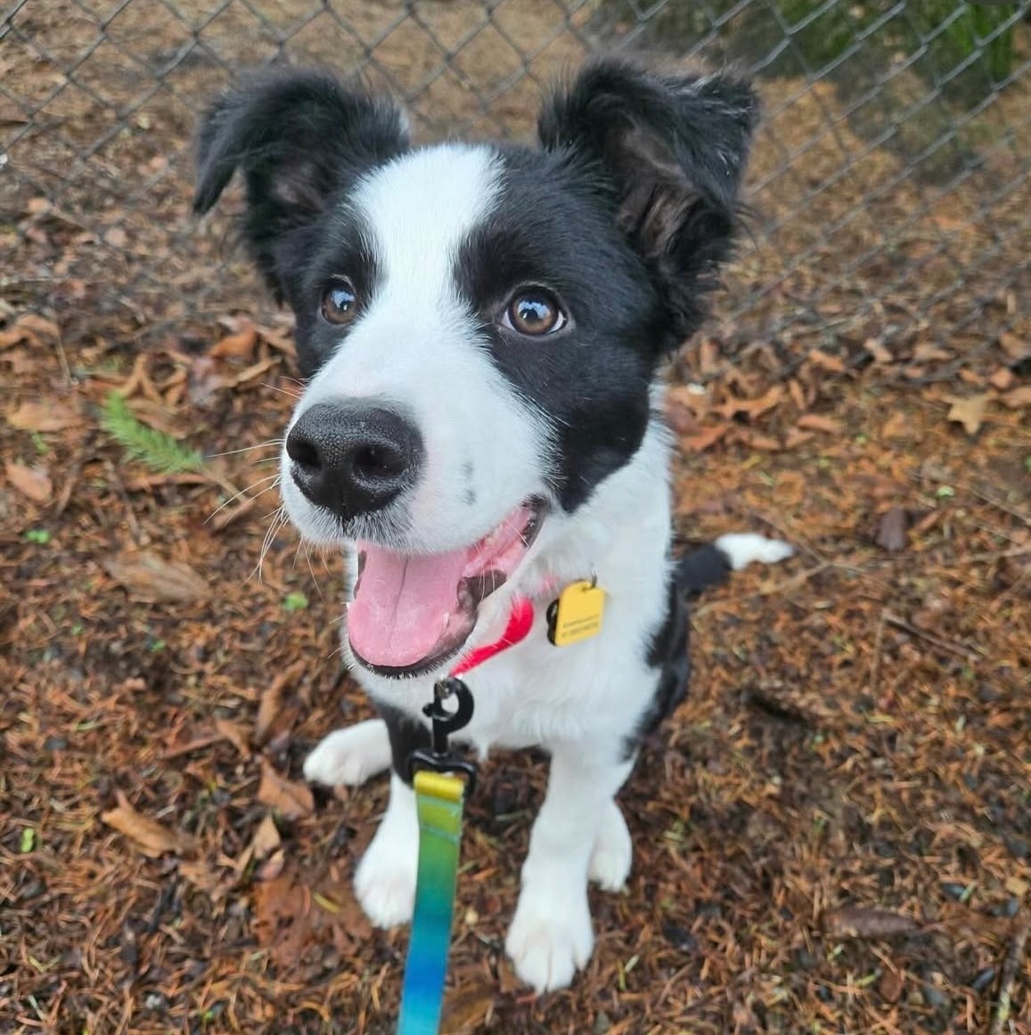 Puddles, a recently adopted dog from Agave Dogs Rescue. Sometimes adopters change their minds about adoption after meeting the dog, which happened with Puddles with his first potential adopters. Photo via Agave.