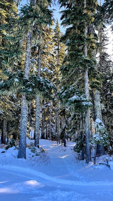 A cross-country ski trail through the trees in Mount Hood National Forest. Roadless areas comprise roughly 30% of U.S. national forests, and offer a variety of recreational activities. Photo by Alana Enticknap.